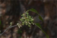 Pleiospermium alatum